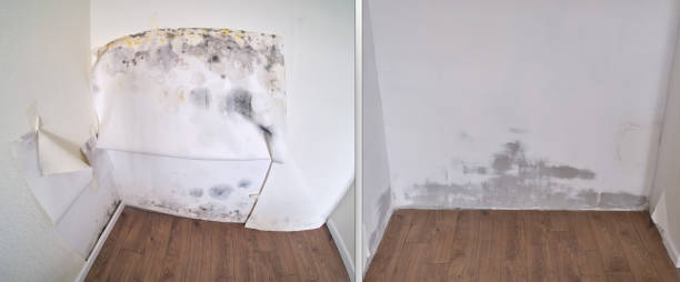 Office Mold Removal Services in Long Valley, NJ